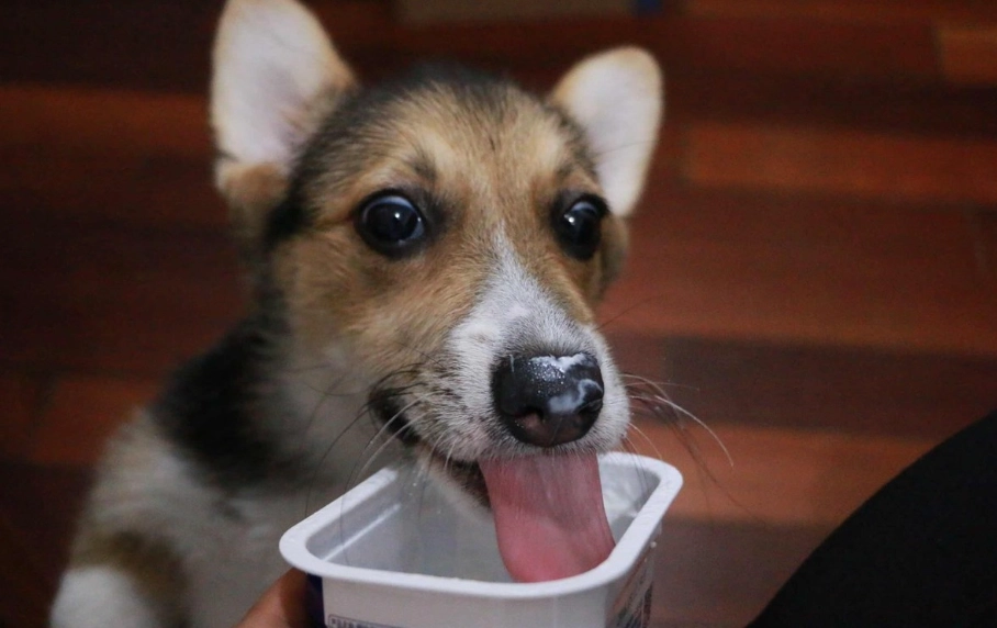 狗狗喝豆漿
