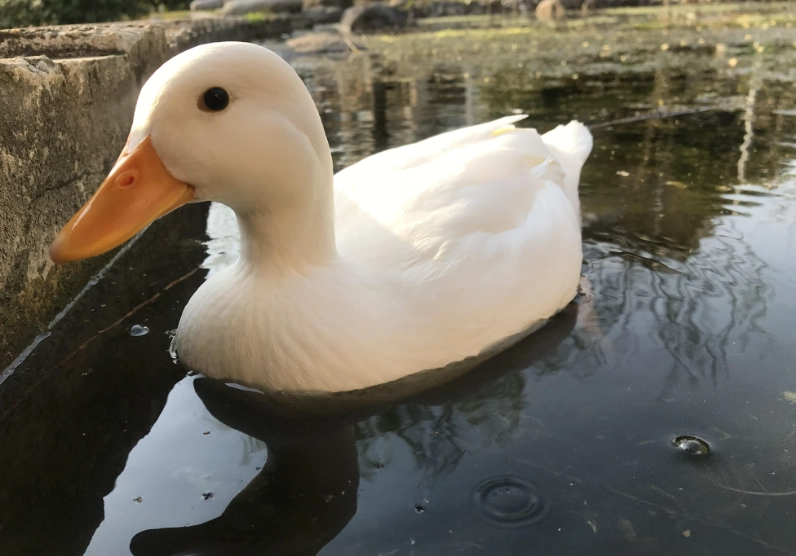 寵物鴨飼養 寵物鴨飼養