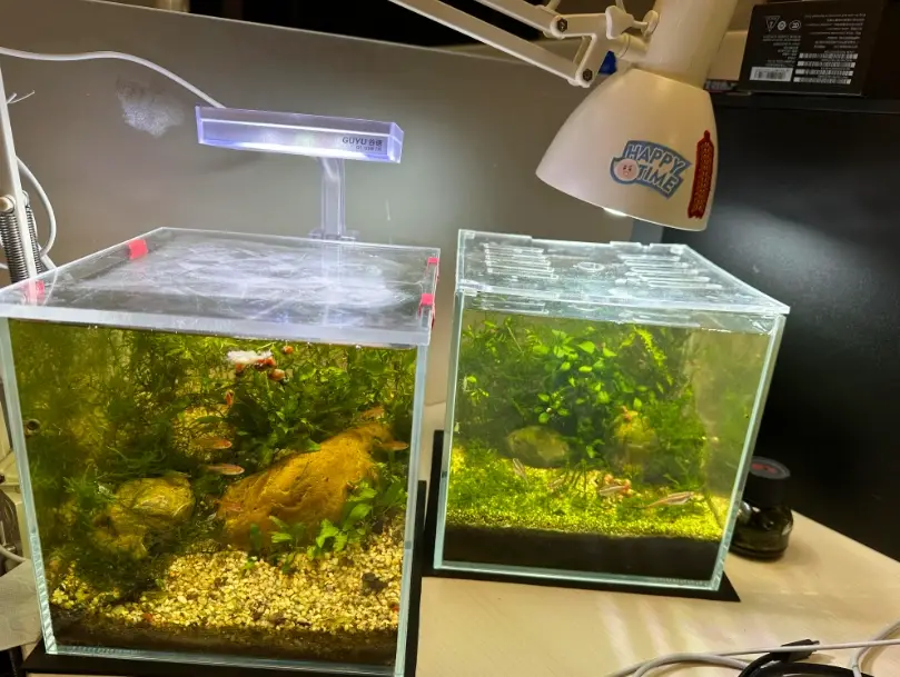 辦公室魚缸