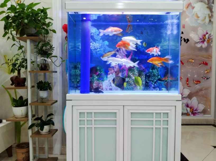 辦公室風水魚