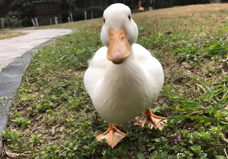 柯爾鴨 柯爾鴨