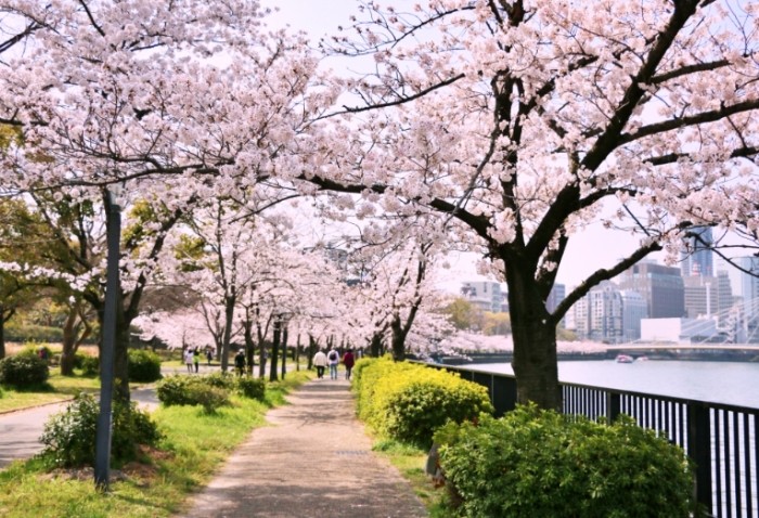 大阪櫻花