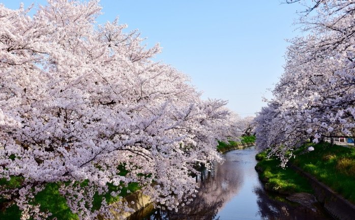名古屋櫻花