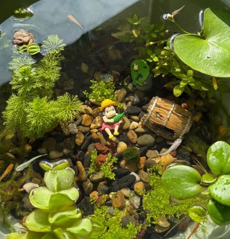 水耕養魚方法 水耕養魚方法