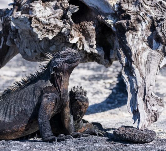 海鬣蜥大小 海鬣蜥大小
