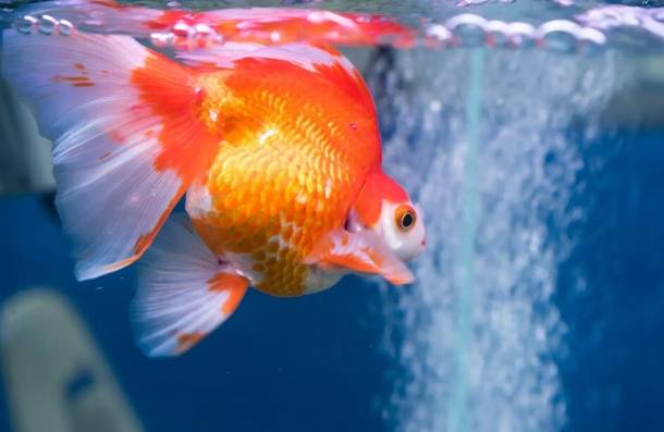 水族箱增氧 水族箱增氧