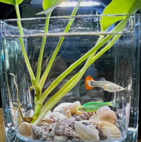 辦公室水族箱設置