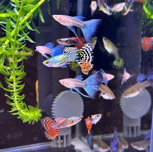 適合混養的魚類