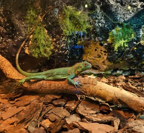 綠鬣蜥天敵 綠鬣蜥天敵