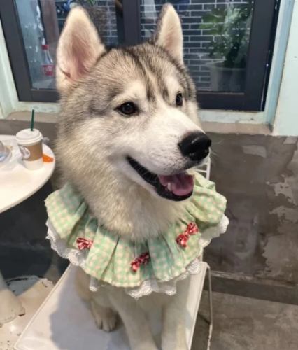 哈士奇行為分析