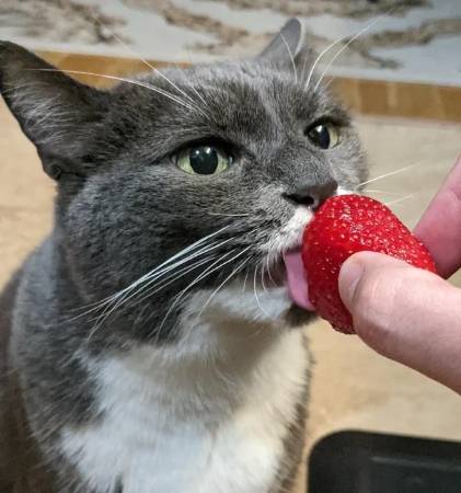 貓咪吃草莓