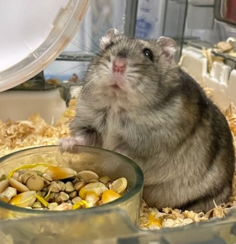 倉鼠健康 倉鼠健康