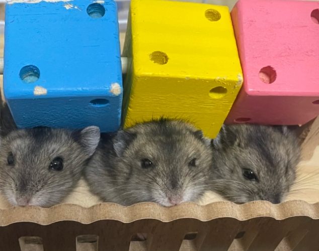 倉鼠健康 倉鼠健康