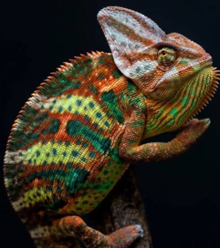 變色龍健康管理