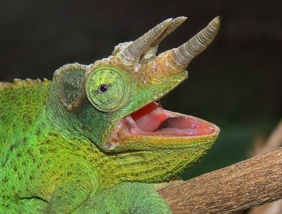 迷你變色龍品種