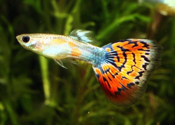 省錢養魚技巧 省錢養魚技巧