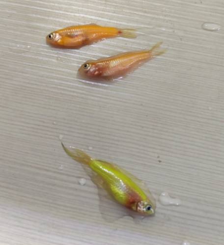 魚類健康檢查 魚類健康檢查