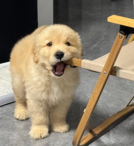 金毛飼養指南 金毛飼養指南