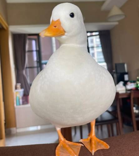 柯爾鴨飼養成本