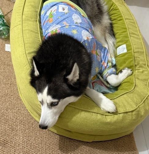 哈士奇行為分析