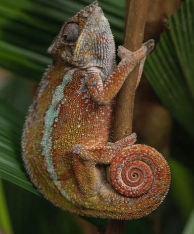 變色龍飼養技巧