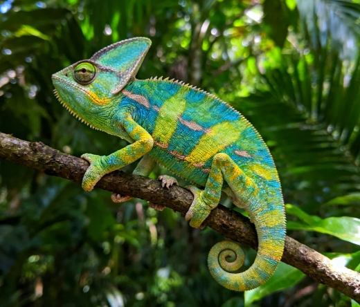 變色龍飼養技巧