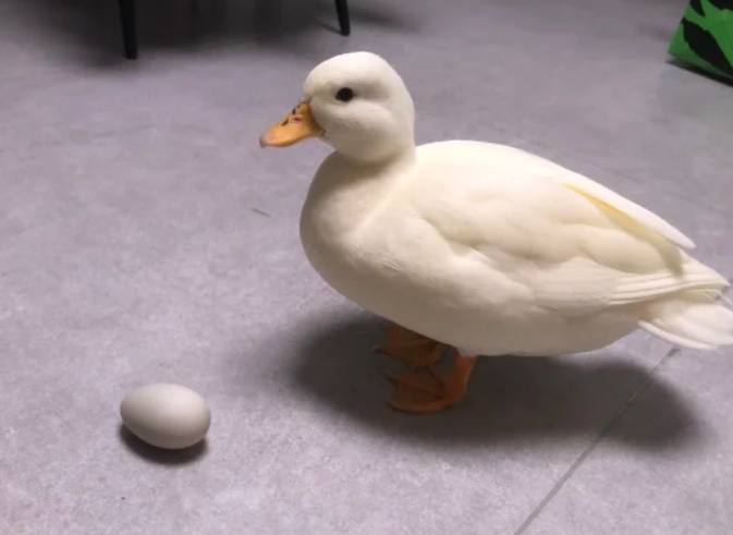 柯爾鴨產蛋