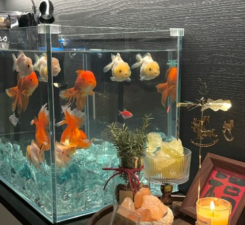 養魚指南 養魚指南