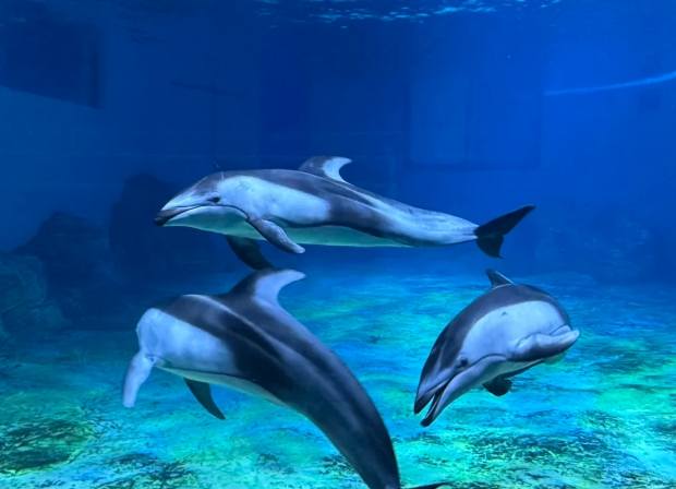 海豚睡眠模式 海豚睡眠模式