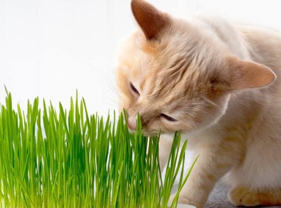 貓草餵食方法