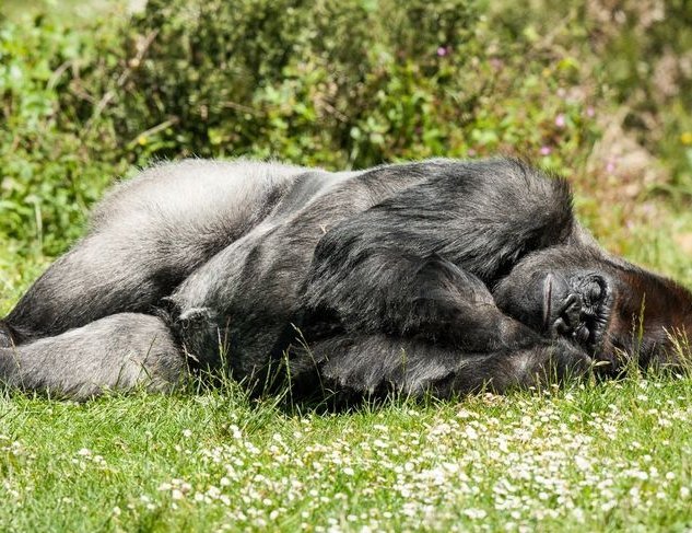靈長類動物睡眠 靈長類動物睡眠