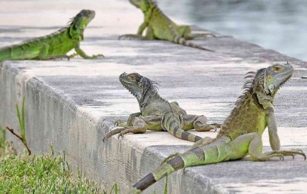 綠鬣蜥天敵 綠鬣蜥天敵