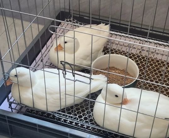 寵物鴨飼養秘訣