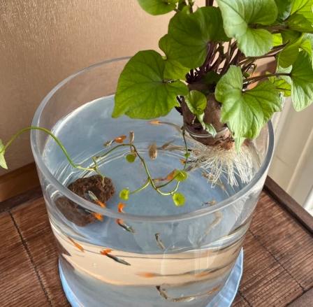 魚菜共生系統 魚菜共生系統