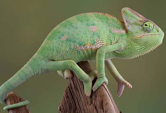 變色龍飼養成本