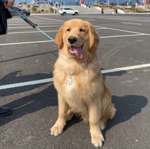 金毛獵犬聰明度