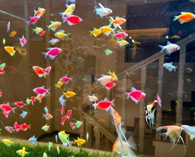 家裡可以養幾隻魚？