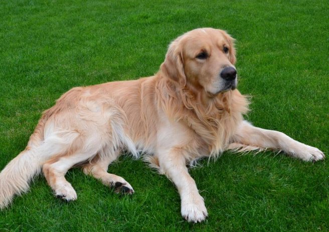 狗狗行為訓練 狗狗行為訓練