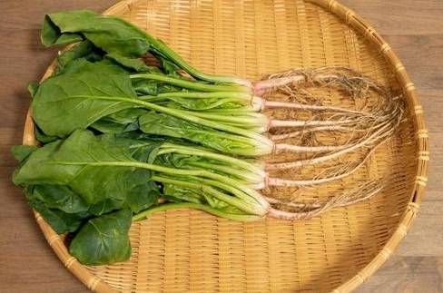 菠菜根營養