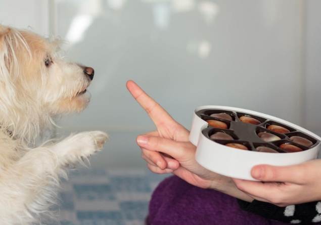 巧克力中毒 巧克力中毒