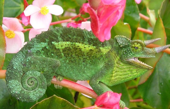 變色龍飼養成本