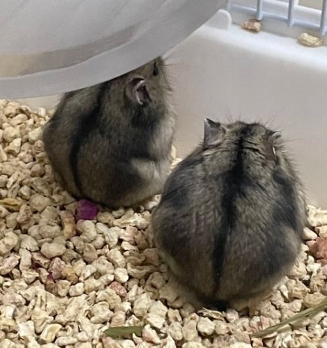 倉鼠健康 倉鼠健康