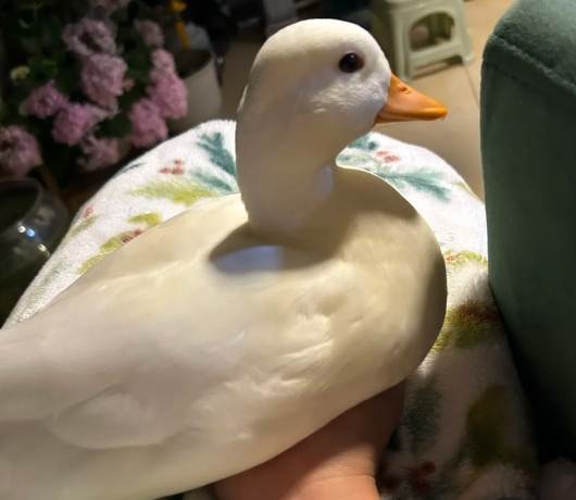 柯爾鴨一天幾餐