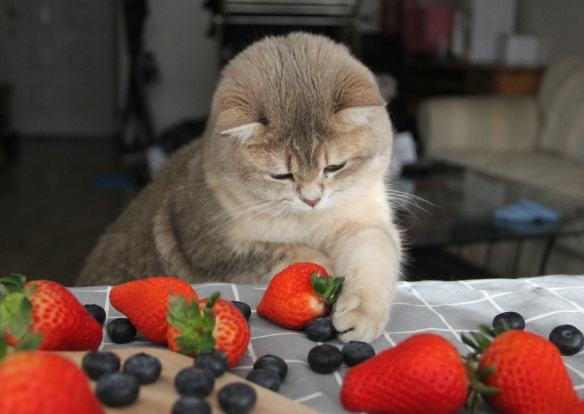 貓咪吃草莓
