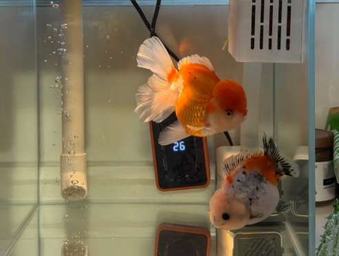 魚缸大小計算 魚缸大小計算