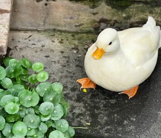 柯爾鴨飼養成本