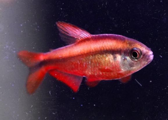 新手養魚 新手養魚