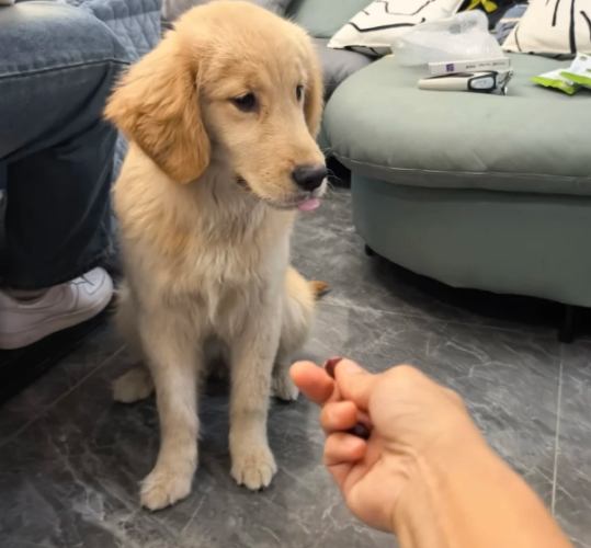 金毛尋回犬性格 金毛尋回犬性格