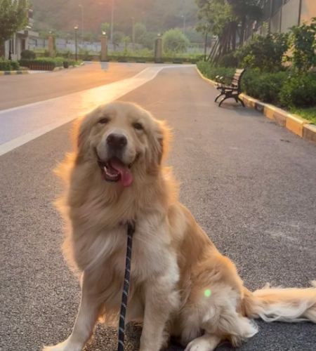 金毛尋回犬性格 金毛尋回犬性格