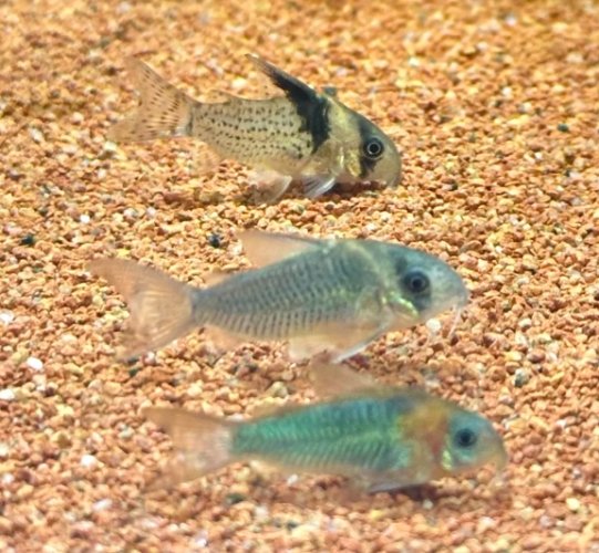 水族箱魚種 水族箱魚種